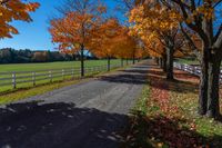 trees near a farm in the fall with leaves on the ground and grass on the road