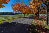 trees near a farm in the fall with leaves on the ground and grass on the road