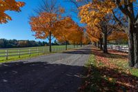 trees near a farm in the fall with leaves on the ground and grass on the road