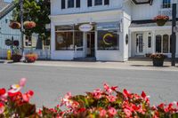Asphalt Street with Houses and Trees