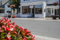 Asphalt Street with Houses and Trees