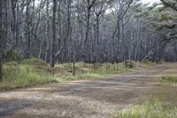 Auckland Landscape: Trees, Forests, and Rolling Grass