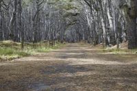 Auckland Landscape: Trees, Forests, and Rolling Grass