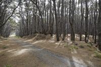 Auckland Landscape: Trees, Forests, and Rolling Grass