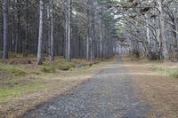 Auckland Landscape: Trees, Forests, and Rolling Grass
