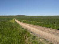 a dirt road that is winding into the distance surrounded by grass and flowers on either side