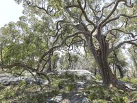 the large tree is very lush and thick at the base of the rock hill, which is filled with dense greenery