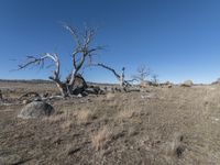 dead trees standing in an arid plain with rocks and boulders underneath them on a sunny day