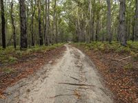 Australia Landscape: Dirt Road and Asphalt through a Forest