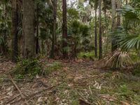 Australia Landscape Forest Nature Adventure 001