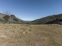 an empty grassy hill with several trees and the ground is dead grass and brown rocks