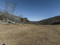 an image of a grassy area with some trees on it and the sky in the background