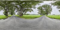 a rural road has two trees and a grassy field on either side of the curved road