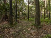 Australian Forest Jungle: Nature in the Landscape