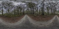 three different pictures of trees, one has dirt and the other has two trees on it