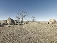 a grassy area with a lone tree in front of a huge rock formation and barren ground