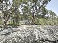 Australian Landscape in Sydney: Nature at its Scenic Best