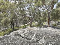 Australian Landscape in Sydney: Nature at its Scenic Best