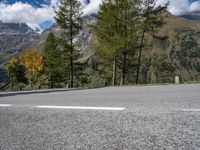 Austrian Landscape: Larch Trees Against a Clear Sky