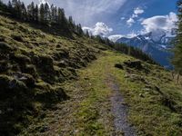 Austrian Landscape: Mountains and Forests