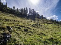 Austria Mountain Forest Grass Terrain 002