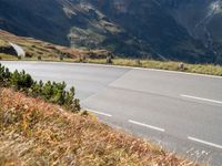 two cows are walking down the mountain road next to a road with white markings on it