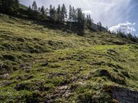 a green hillside with mountains and evergreen forest around it in the sunshine with sunbeams