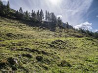 a green hill covered in trees and grass on a sunny day in the mountains above