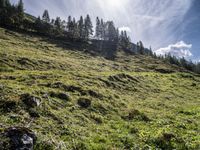 a green hill covered in trees and grass on a sunny day in the mountains above