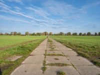 Autumn in Berlin: Nature, Trees, and a Grassy Surface