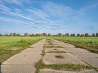 Autumn in Berlin: Nature, Trees, and a Grassy Surface