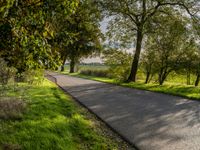 the empty street is lined with tall green trees and grass that stand along the road