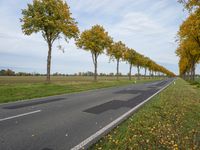 an image of trees lining the middle of the road near the grass in a field