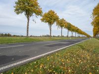 an image of trees lining the middle of the road near the grass in a field