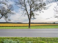 the view of an empty road and field with some trees and grass with one person riding a bike