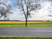 the view of an empty road and field with some trees and grass with one person riding a bike