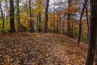 an autumn day in the forest with colorful leaves covering the ground and trees to the side