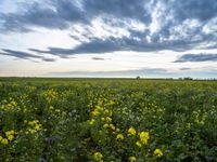 Autumn Field in Berlin: A Clear Sky Above