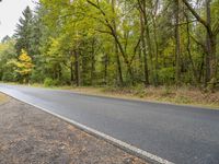 Autumn Forest in Berlin, Germany - Road 001