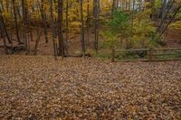 a brown gate in a forest with lots of trees covered by autumn foliage, including fallen leaves and branches,