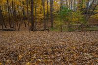 a brown gate in a forest with lots of trees covered by autumn foliage, including fallen leaves and branches,