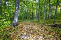 Autumn Forest: Colorful Leaves on the Grass