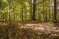 Autumn Forest Landscape