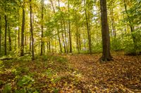 Autumn Forest Landscape During the Day