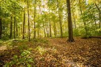 Autumn Forest Landscape During the Day