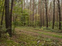 a trail is in the woods with leaves on the ground and a few trees in the background