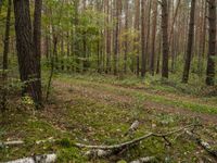 a trail is in the woods with leaves on the ground and a few trees in the background