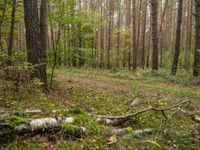 a trail is in the woods with leaves on the ground and a few trees in the background