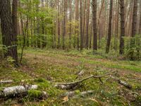 a trail is in the woods with leaves on the ground and a few trees in the background