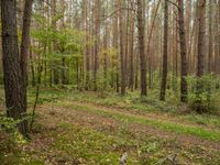 a trail is in the woods with leaves on the ground and a few trees in the background